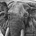large elephant zoom