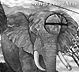 Small Elephant zoom