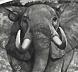 Right lock elephant
