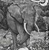 Right small elephant