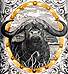 close up, bulino cape buffalo